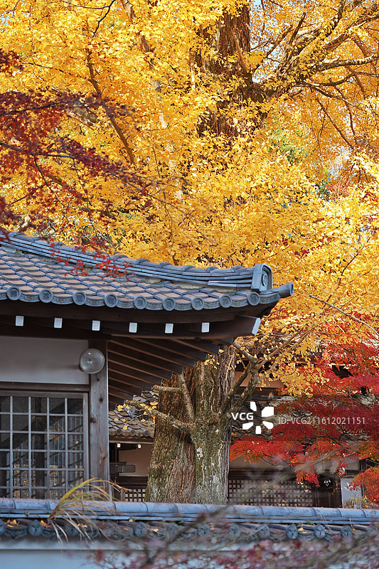 日本滋贺西教寺，秋天里的日式古建筑和金黄色的银杏树图片素材