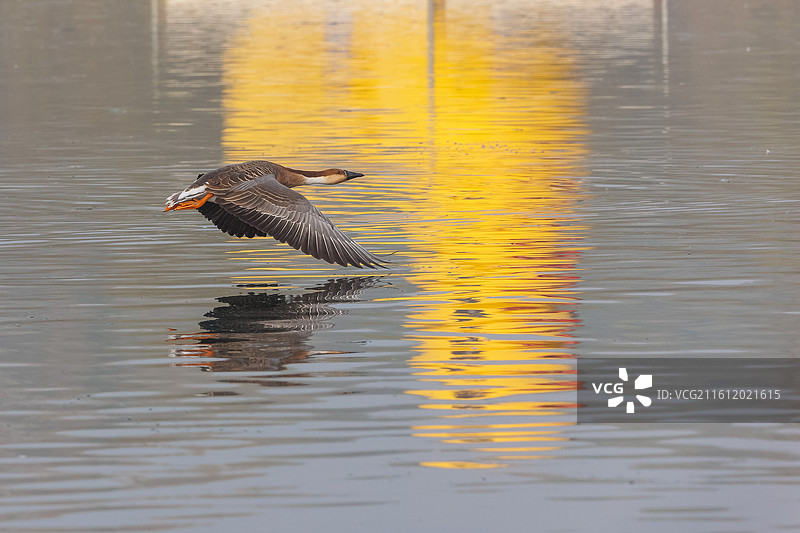 北京奥林匹克森林公园生态环境——飞翔的鸿雁图片素材