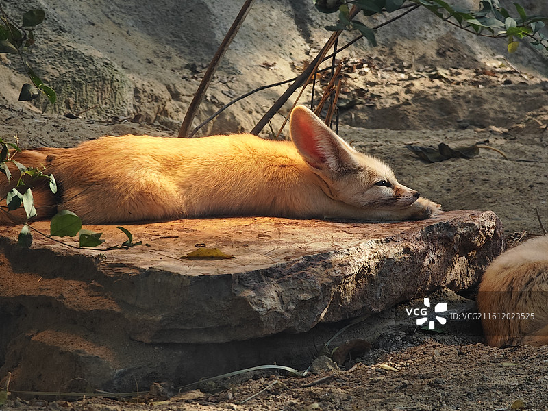 红山动物园的耳廓狐图片素材