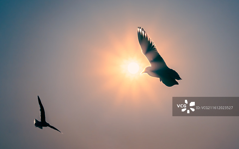 夕阳下飞翔的鸟图片素材