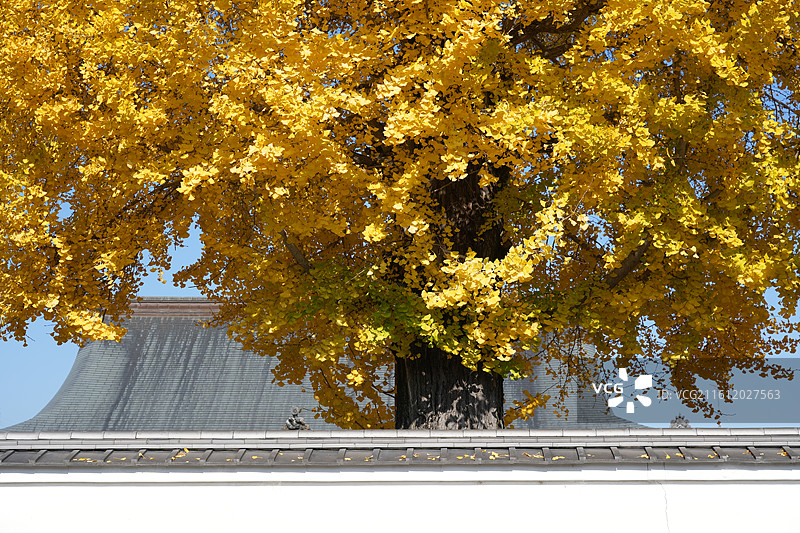 日本滋贺西教寺，秋天金黄色的银杏树图片素材