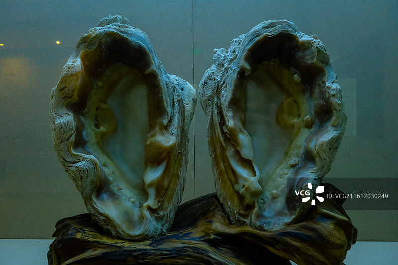 三亚市山海贝文化博物馆藏品，砗磲标本图片素材