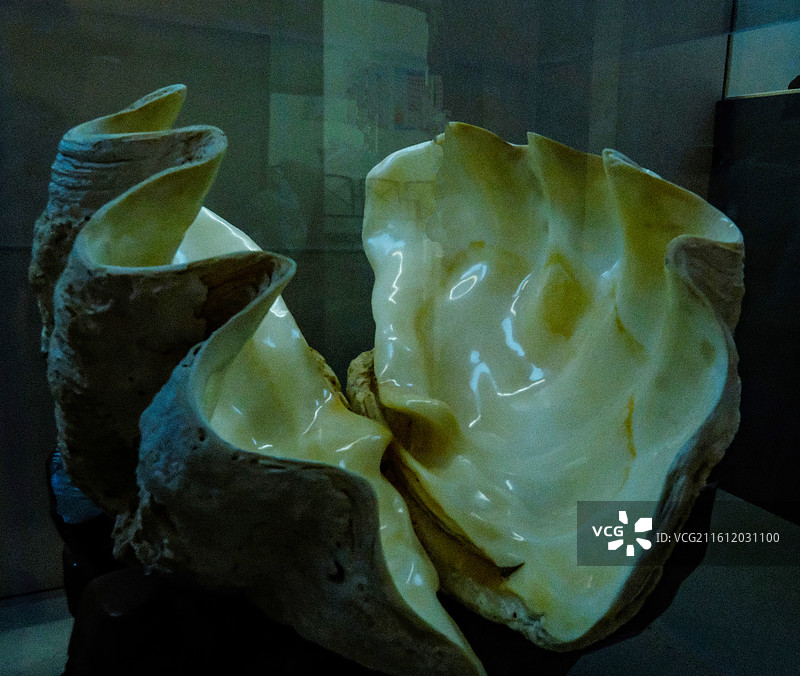 三亚市山海贝文化博物馆藏品，砗磲标本图片素材