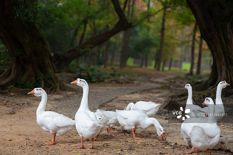 霞浦榕枫林的鹅图片素材