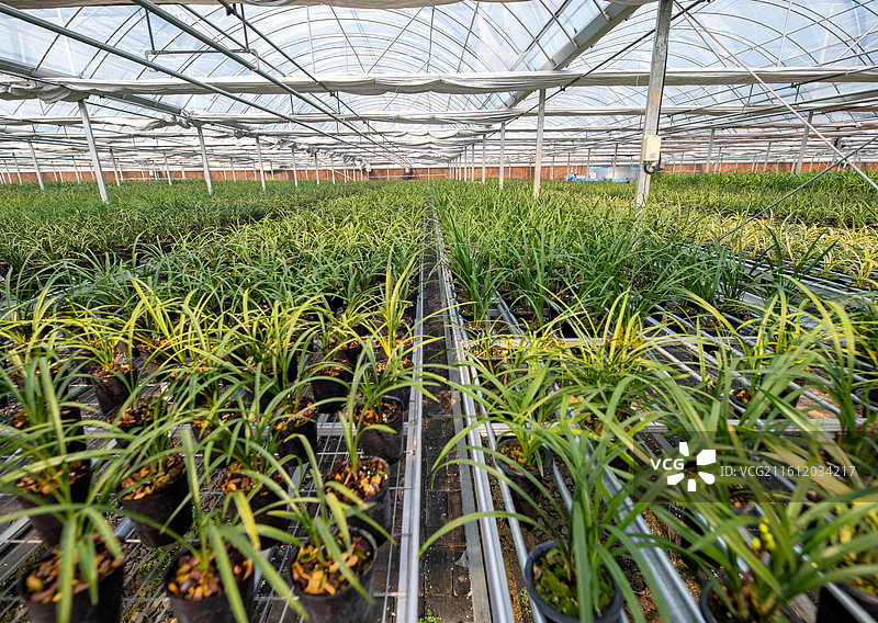 江西抚州金溪县大棚兰花种植基地，一排排翠绿的兰花，特色种植。图片素材