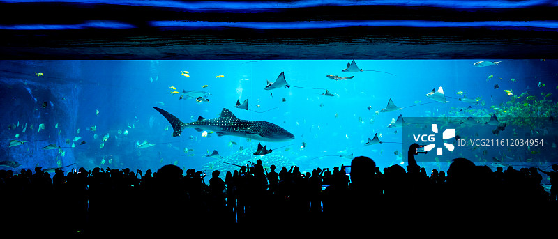 海洋盛宴图片素材