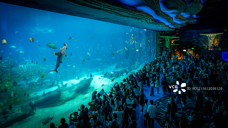 鲸鲨馆图片素材