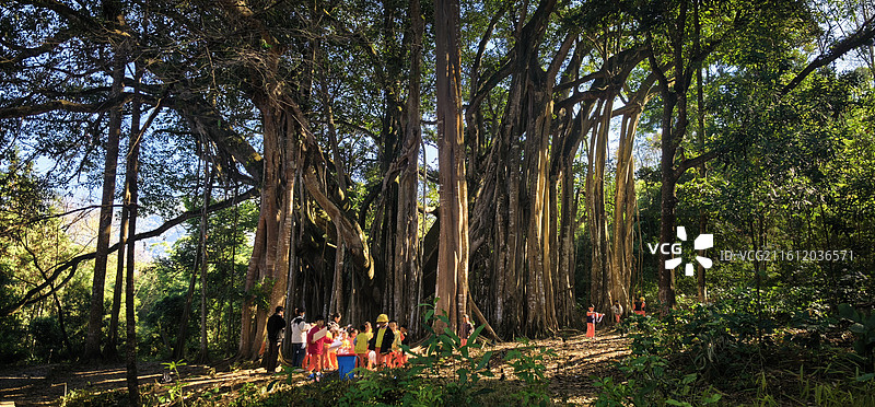 独木成林 --云南景颇大榕树图片素材