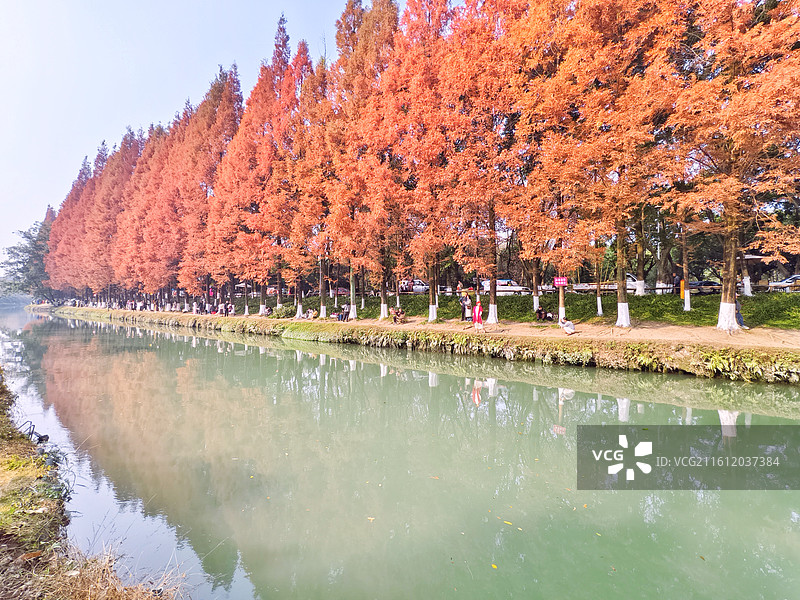 成都成华区升仙湖公园秋天水杉树图片素材