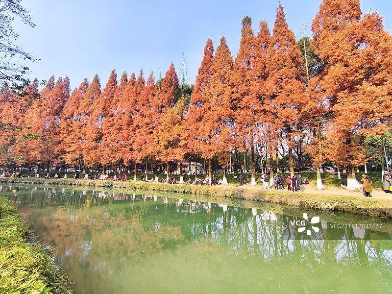 成都成华区升仙湖公园秋天水杉树图片素材
