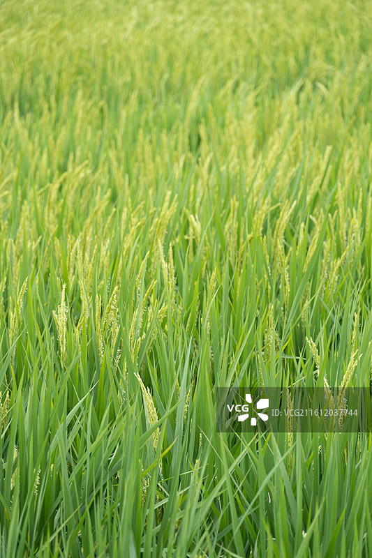 清远英西峰林美景日出日落晚霞彩色天空绝美背景图片素材