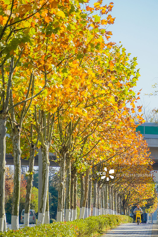 梧桐树图片素材