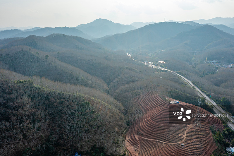 云南省西双版纳州勐腊县橡胶林图片素材