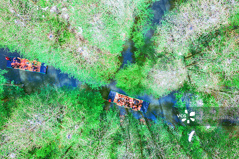 江苏兴化李中森林公园图片素材