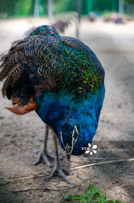 孔雀栖息在户外的特写镜头图片素材