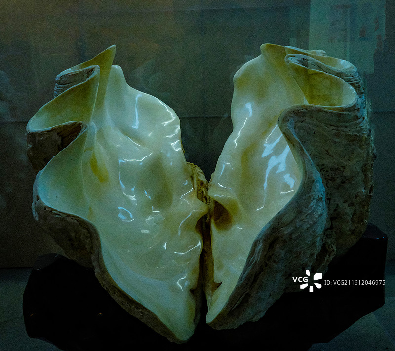 三亚市山海贝文化博物馆藏品，砗磲标本图片素材