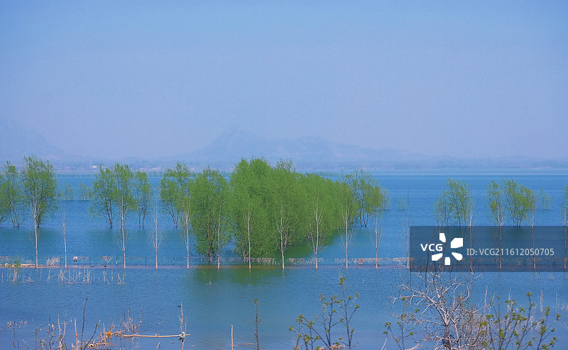 初春湖水绿树杨树柳树。春天蓝色调风景背景图壁纸图片素材