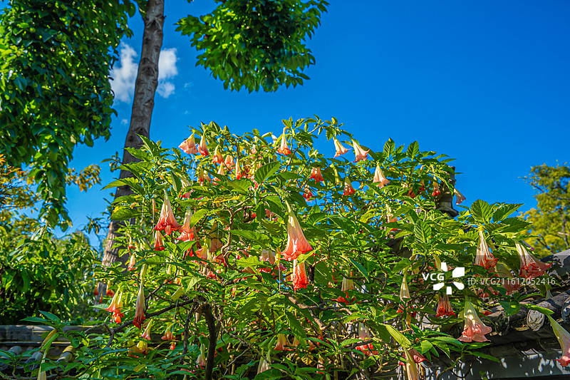 昆明旅行 翠湖公园 绿野仙踪 鸟语花香 植物生长 生态融合图片素材