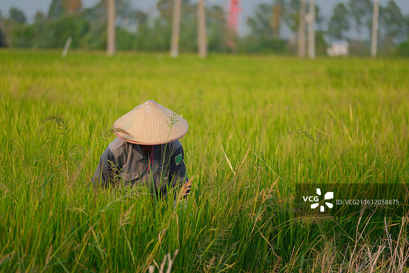 稻田、稻田收割图片素材