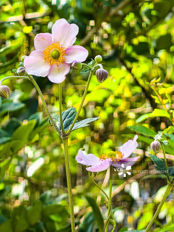 中国凉都六盘水花山公园里的野棉花图片素材