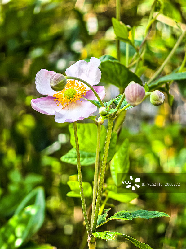 中国凉都六盘水花山公园里的野棉花图片素材