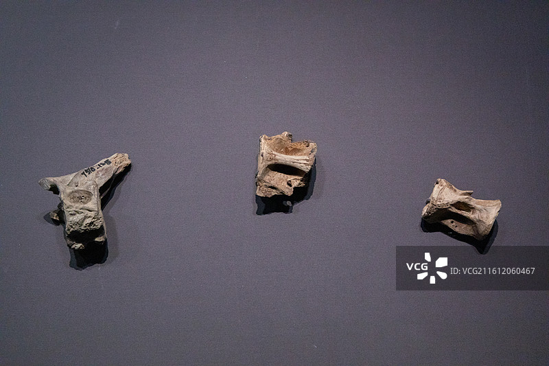 浙江省文物考古研究所藏  海鱼脊柱骨 新石器时代井头山遗址(距今约 8300-7800年)图片素材