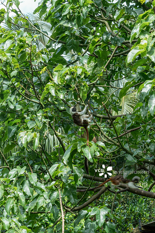 新西兰奥克兰动物园图片素材