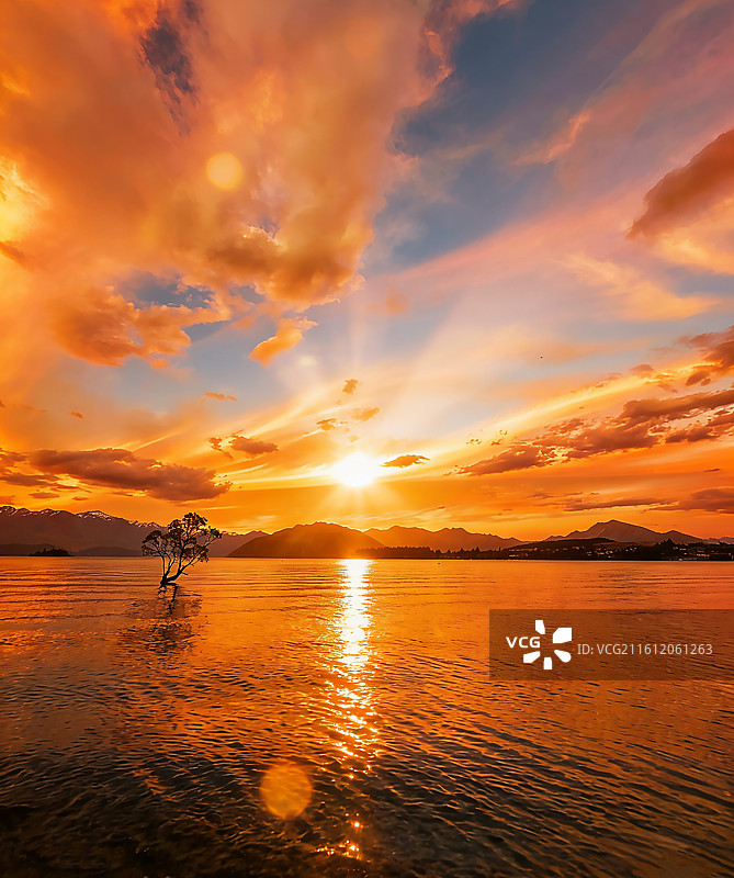 瓦纳卡湖孤独的树图片素材