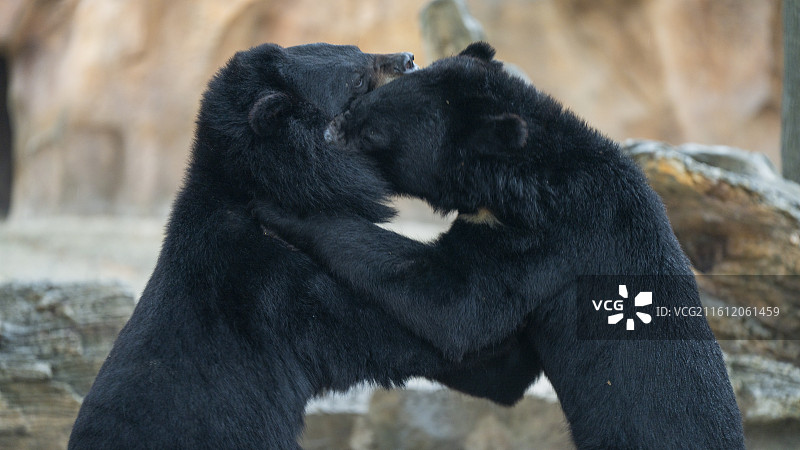 上海野生动物园图片素材