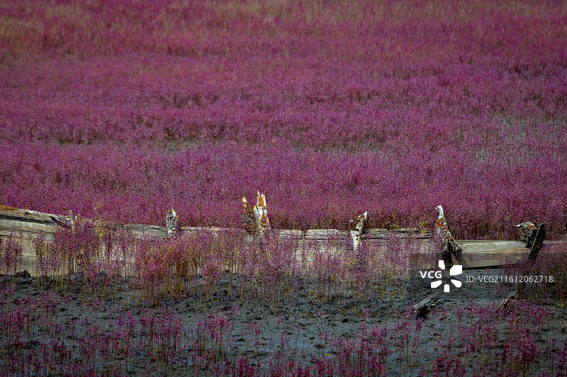 营口红海滩湿地，古旧的木船图片素材