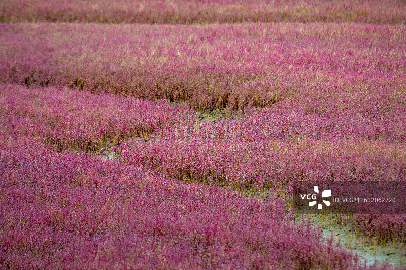 营口红海滩湿地，古旧的木船图片素材