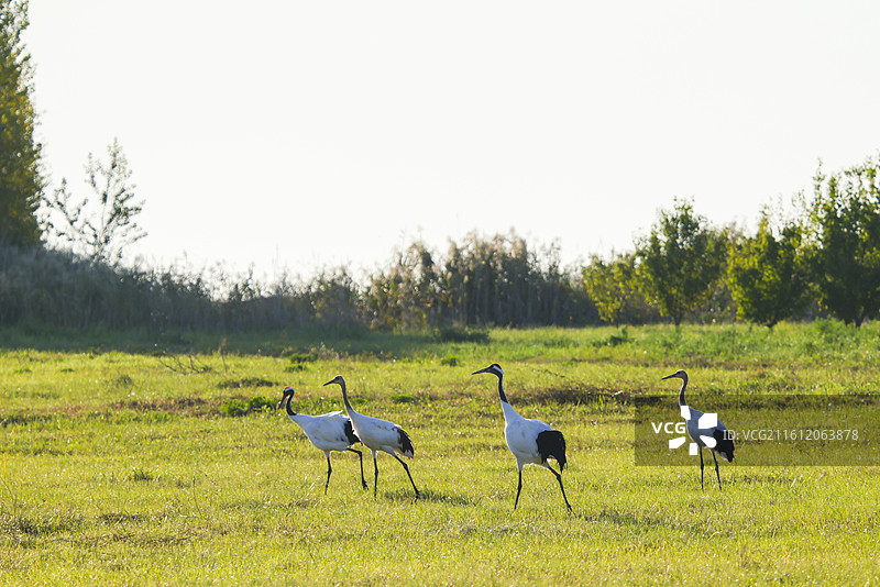 齐齐哈尔扎龙保护湿地丹顶鹤飞翔走路鹤鸣等组图图片素材