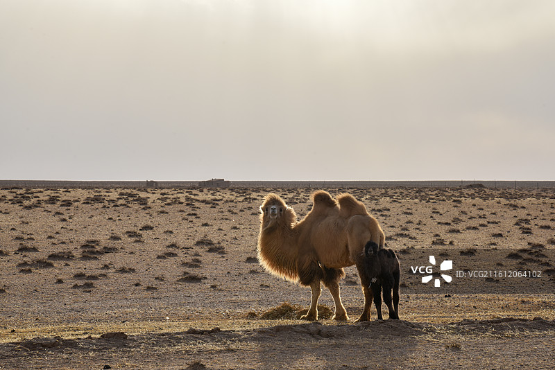 沙漠中的骆驼与幼崽图片素材