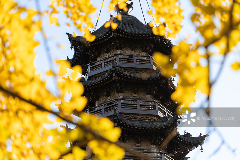 聚沙塔畔古银杏图片素材