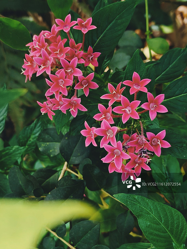 美艳绽放的粉色五星花图片素材