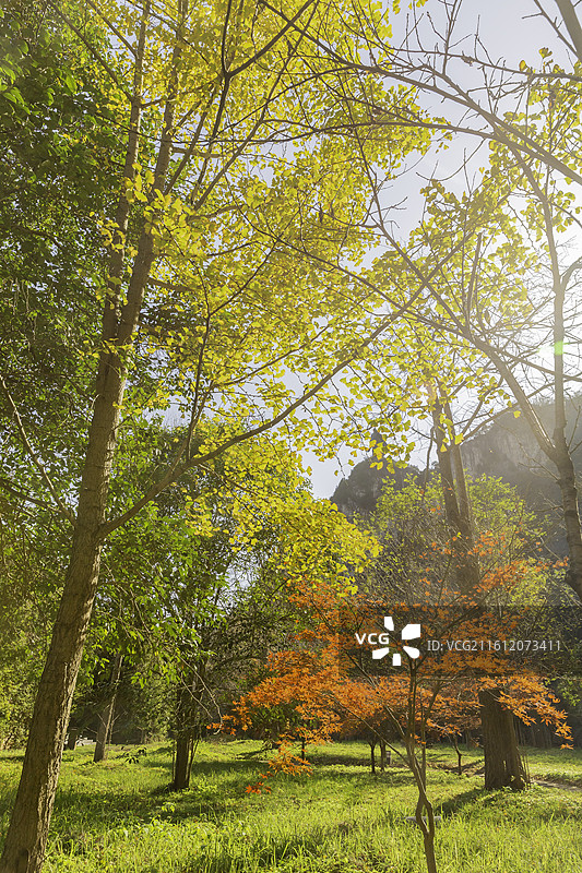 红叶与黄叶：阳光照亮通透，红色的树叶，金黄色的树叶，彩林图片素材