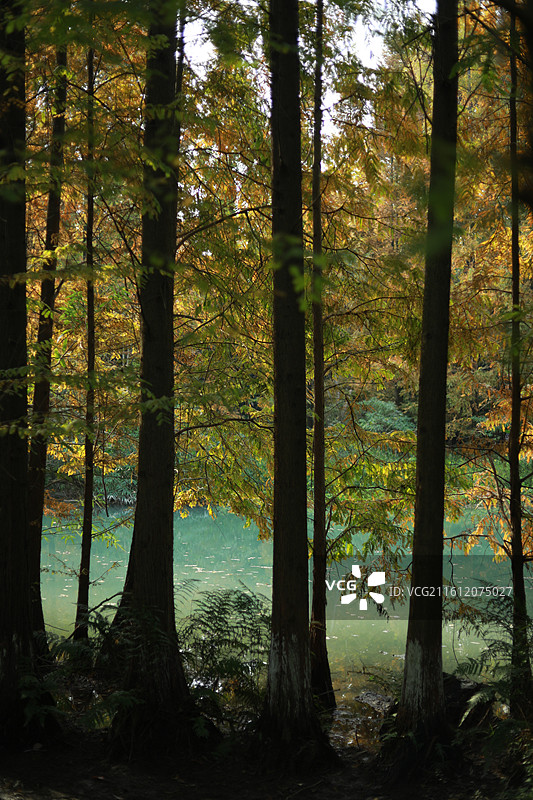 秋天森林里湖泊边的黄树林图片素材