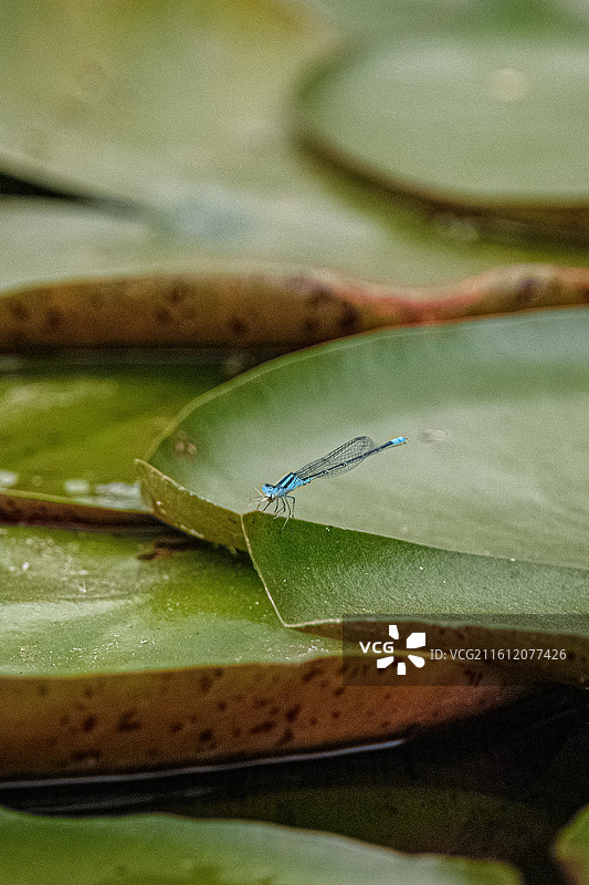 蜓·歇图片素材