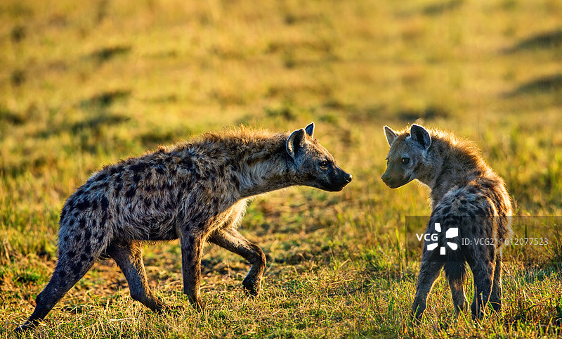 肯尼亚图片素材