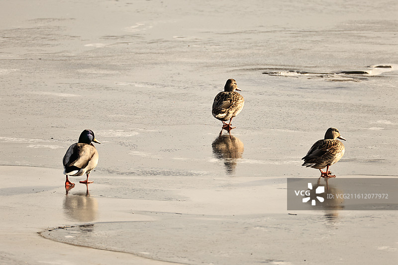嘎油嘎油鸭 自由 慵懒 悠闲 处变不惊图片素材