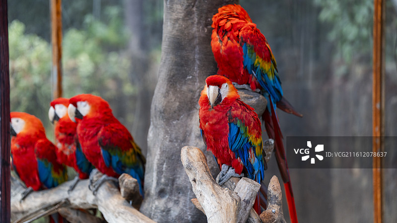 上海野生动物园图片素材