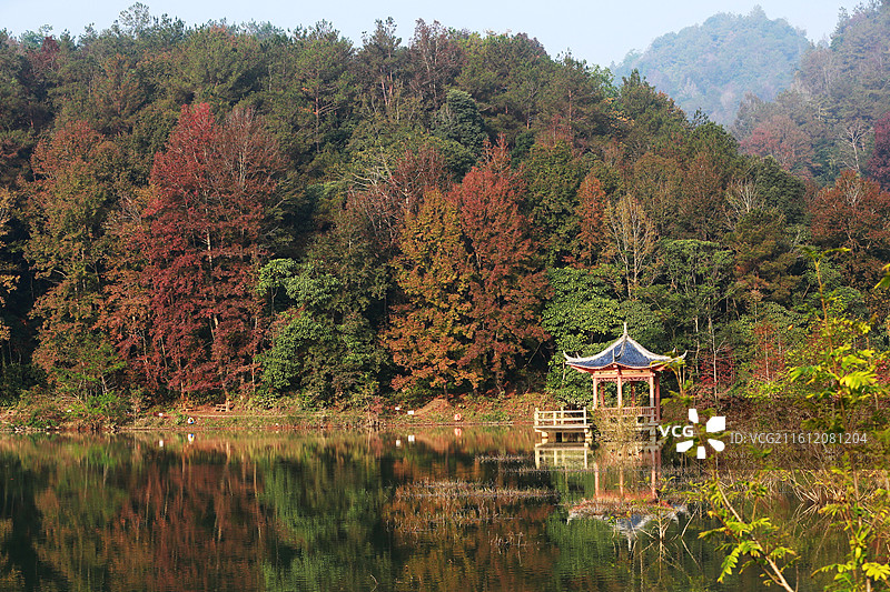 4A级旅游景区广西德保红枫森林公园，枫叶斑斓、湖光山色、林翠花香、奇山险峻、古树名木图片素材