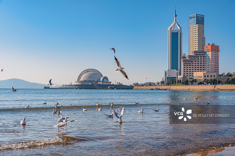 青岛城市天际线与海鸥图片素材