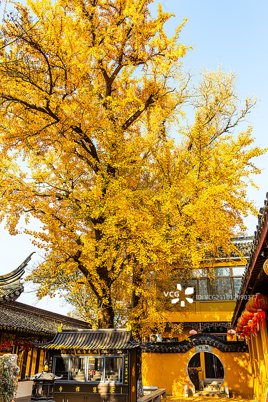 石壁永慧禅寺秋天银杏黄图片素材