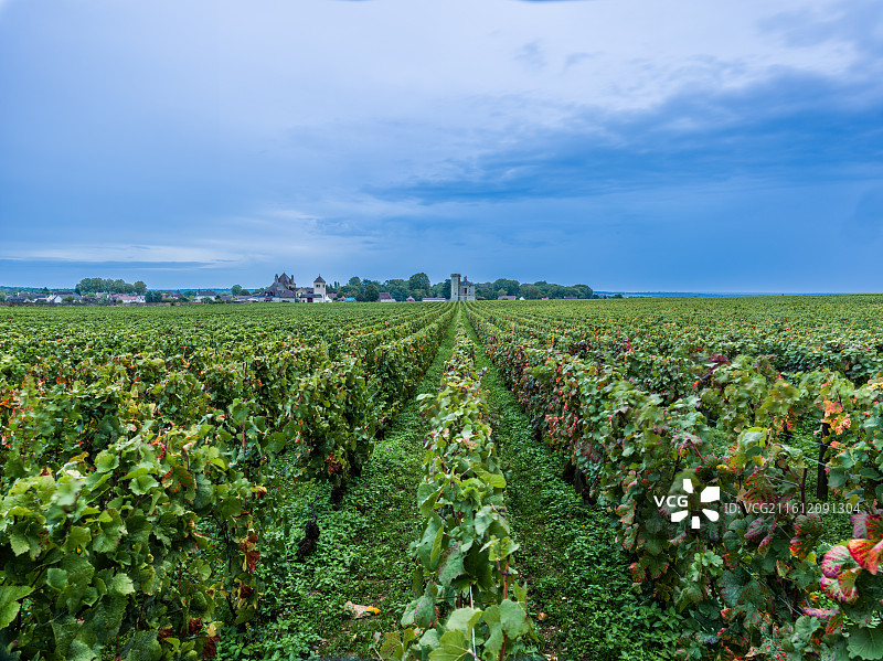 法国科多尔省沃斯尼地区葡萄园的宏伟景象。画面中心是一片广阔的绿色田野，一排排整齐的葡萄藤延伸至远方。图片素材