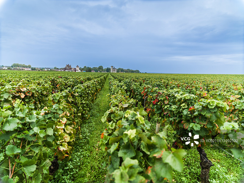 法国科多尔省沃斯尼地区葡萄园的宏伟景象。画面中心是一片广阔的绿色田野，一排排整齐的葡萄藤延伸至远方。图片素材