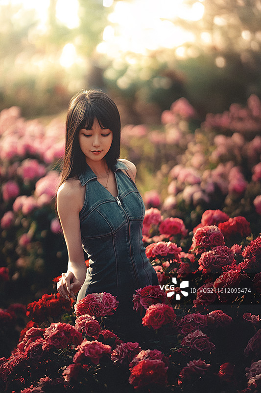 梦境中的月季花园图片素材