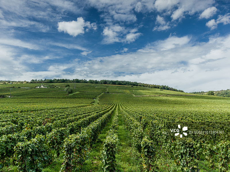 法国科多尔省沃斯尼的罗曼尼·勃艮第罗曼尼·康帝酒庄葡萄园种植基地。葡萄藤在阳光下绿意盎然，生机勃勃。图片素材