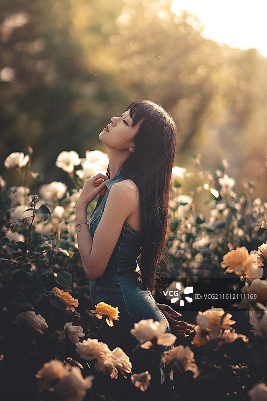 梦境中的月季花园图片素材