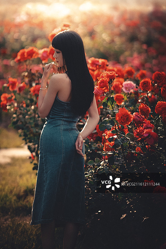 梦境中的月季花园图片素材